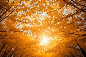 AI generated Sunlight streaming through a canopy of golden leaves. Generative AI photo