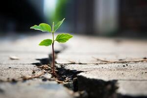 AI generated A close up of a seedling sprouting from a crack in a concrete sidewalk, representing resilience. Generative AI photo