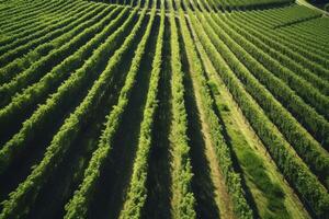 AI generated Aerial shot of a sprawling vineyard captured through drone imagery. Generative AI photo