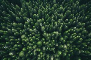 AI generated Aerial view of a serene forest captured by drone technology. Generative AI photo