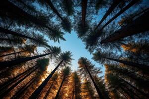 AI generated Towering pine forest reaching towards the heavens. Generative AI photo