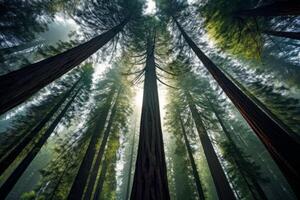 AI generated Majestic redwoods forming a canopy in the heart of the forest. Generative AI photo