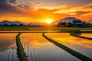 AI generated Paddy field transformed into a breathtaking golden expanse during sunset. Generative AI photo