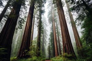 AI generated Towering redwood trees forming a majestic forest backdrop. Generative AI photo