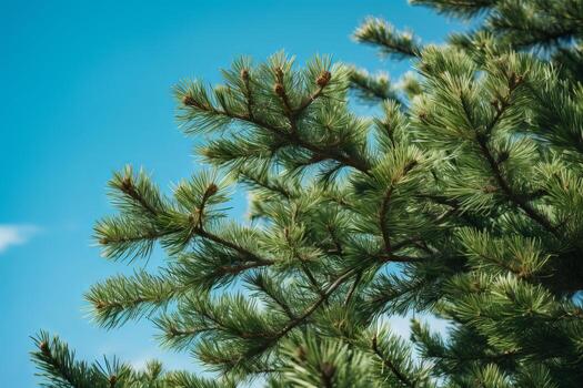 AI generated Evergreen tree branches against a blue sky. Generative AI photo