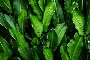 AI generated Banana leaves forming a natural background. Generative AI photo