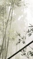 A serene bamboo grove enveloped in mystical fog video