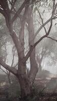 een dicht en nevelig Woud landschap met torenhoog bomen video