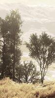 hillside with a lush green grass and a cluster of trees standing on top video