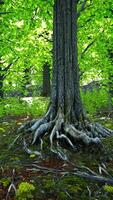 un' maestoso albero con lussureggiante verde fogliame video