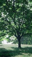 A lone tree standing in a vast grassy field with a backdrop of trees video