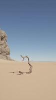 A lone tree in the middle of a desert video