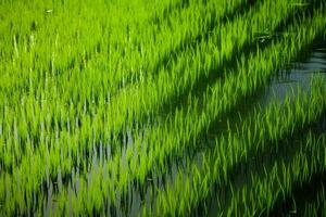 ai generado vibrante verde arroz tallos fundición reflexiones en el todavía aguas de un arrozal campo. generativo ai foto