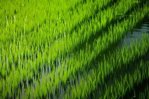 AI generated Vibrant green rice stalks casting reflections in the still waters of a paddy field. Generative AI photo