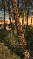 Palm trees standing tall in the desert landscape video