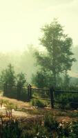 en lugn skog landskap med en rustik staket video