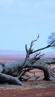 uma estéril deserto panorama com uma solitário morto árvore em pé alta video