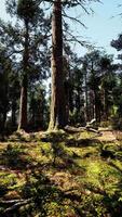 uma denso floresta com imponente árvores video