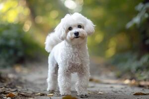 AI generated Friendly Adorable bichon dog. Generate Ai photo