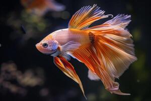 AI generated Beta fish. Generate Ai photo