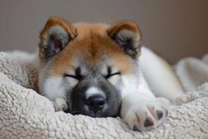 AI generated Affectionate Akita inu puppy. Generate Ai photo