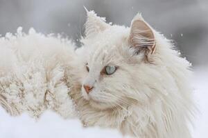 ai generado mullido angora gato en nieve. generar ai foto