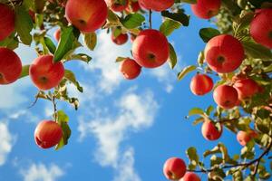 ai generado dulce rojo verde manzanas generar ai foto