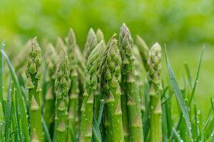 AI generated Vibrant Asparagus closeup green grass. Generate Ai photo