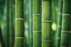 AI generated Bamboo forest closeup. Generate Ai photo