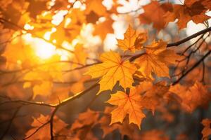 AI generated Sunlight filtering through golden maple leaves. Generative AI photo