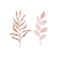 Watercolor set tender branch with leaves vector