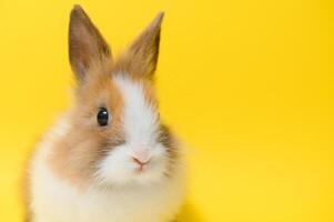 Cute bunny on yellow background. Easter symbol photo