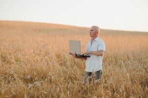 agricultura, agricultor o agrónomo inspeccionan la calidad del trigo en el campo listo para cosechar foto