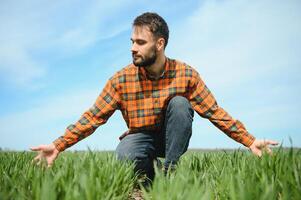 A young farmer inspects the quality of wheat sprouts in the field. The concept of agriculture. photo