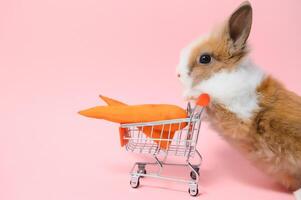 marrón linda bebé Conejo en pie y sostener el compras carro con bebé zanahorias. encantador acción de joven Conejo como compras. foto
