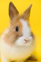Cute bunny on yellow background. Easter symbol photo