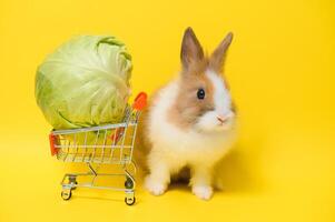 Easter bunny rabbit with shopping basket photo