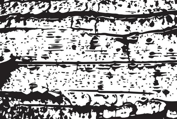 black and white birch bark grunge texture background.