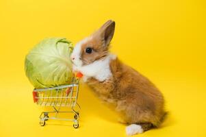 Young adorable bunny stand on collored background. Cute baby rabbit for Easter and online shopping shop for pet and vegetable. photo