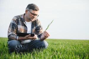 A young farmer inspects the quality of wheat sprouts in the field. The concept of agriculture. photo