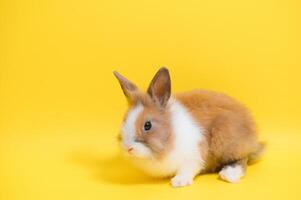 Cute bunny on yellow background. Easter symbol photo