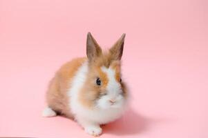 encantador conejito Pascua de Resurrección Conejo en ligero rosado antecedentes. hermosa encantador mascotas. bandera tamaño. foto