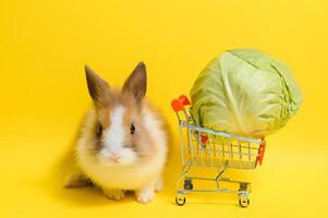 Young adorable bunny stand on collored background. Cute baby rabbit for Easter and online shopping shop for pet and vegetable. photo