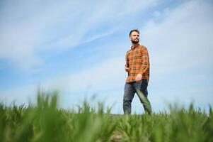 A young farmer inspects the quality of wheat sprouts in the field. The concept of agriculture. photo