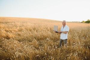 granjero en trigo campo inspeccionando cosecha foto