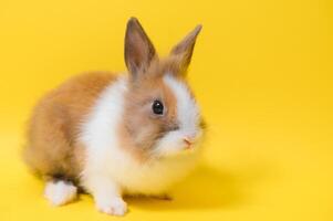 Conejo en amarillo antecedentes. Doméstico animal, mascota. espacio de copia. primavera, Pascua de Resurrección. foto