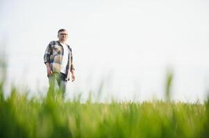 retrato de mayor granjero agrónomo en trigo campo. exitoso orgánico comida producción y cultivo. foto