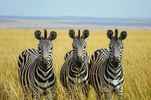 AI generated African savannah low groups zebras. Generate ai photo