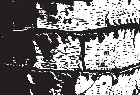 black and white birch bark grunge texture background.