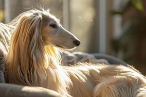 AI generated Afghan hound dog sunlight. Generate Ai photo